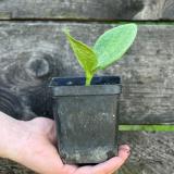 Kürbis Pflanze Muskat Mini