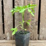 Tomatenpflanze Lillit Cherry Eschenhof