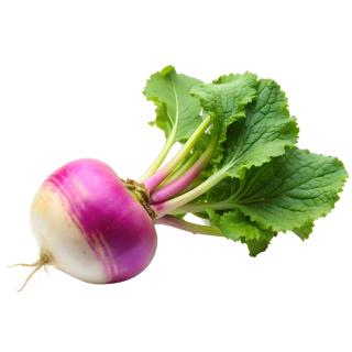 Mairübchen violett Eschenhof