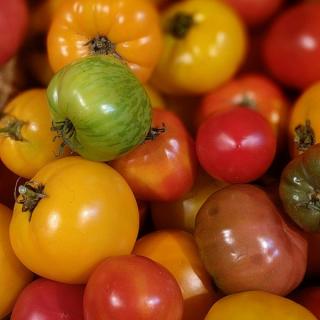 Tomaten Historischer Mix