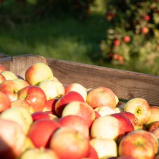 Äpfel gemischt