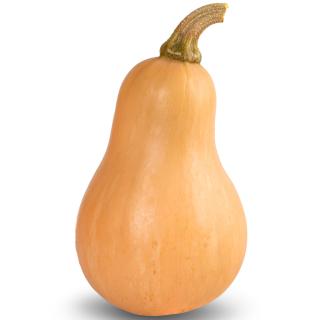 Kürbis Butternut mini Eschenhof