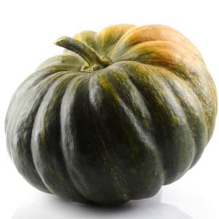 Kürbis Muskat groß Eschenhof