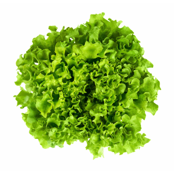 Batavia Salat Eschenhof