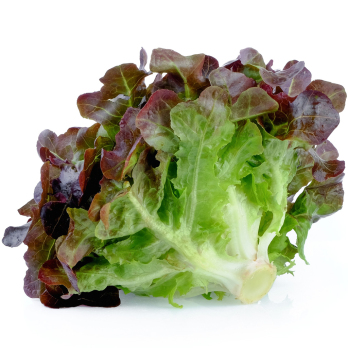 Eichblattsalat rot Eschenhof