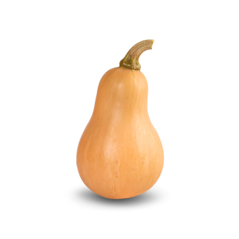 Kürbis Butternut mittelgroß Eschenhof