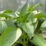 Paprika Pflanze gelb
